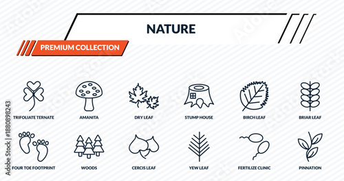 nature icons set - trifoliate ternate, amanita, dry leaf, woods, pinnation outline vector collection.