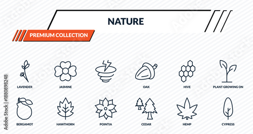 nature icons set - lavender, jasmine, , hawthorn, cypress outline vector collection.