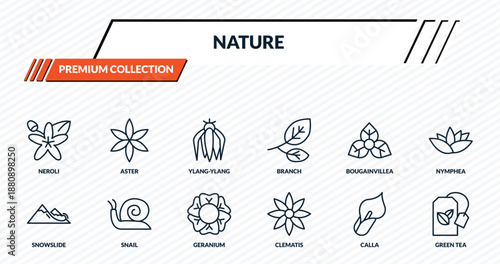 nature icons set - neroli, aster, ylang-ylang, snail, green tea outline vector collection.
