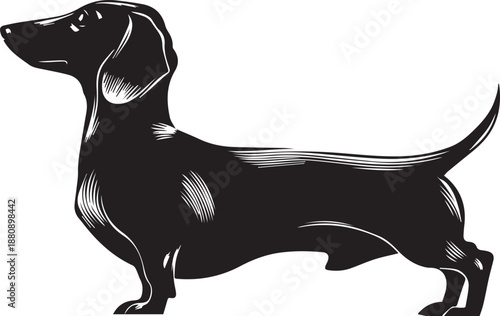 Dachshund Dog Silhouette Black Vector Illustration