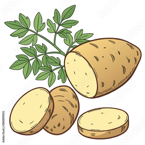 Fresh raw potatoes with green leaves fresh potatoes