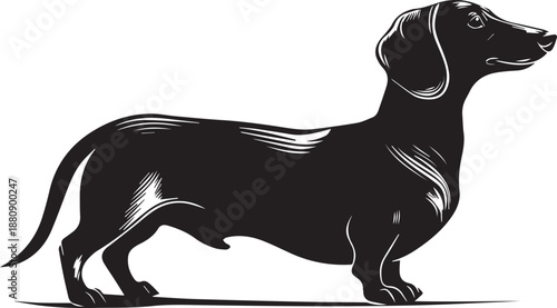 Dachshund Dog Silhouette Black Vector Illustration