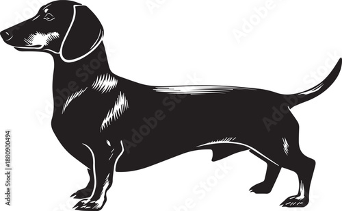 Dachshund Dog Silhouette Black Vector Illustration