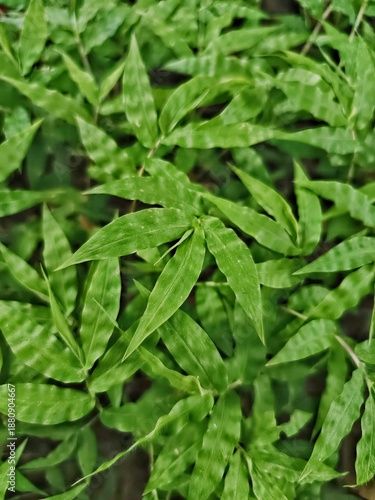 Fresh green leaves natural background