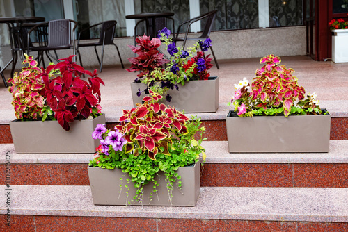 Vászonkép Colorful flower pots on outdoor steps enhancing patio decor.