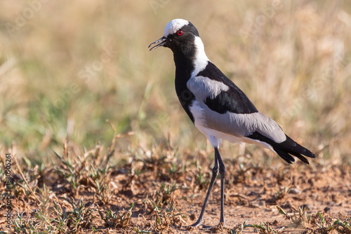 Blacksmith Lapwing (Vanellus armatus) previously Blacksmith Plover,  Intaka Island, Cape Town, South Africa at edge of salt vlei