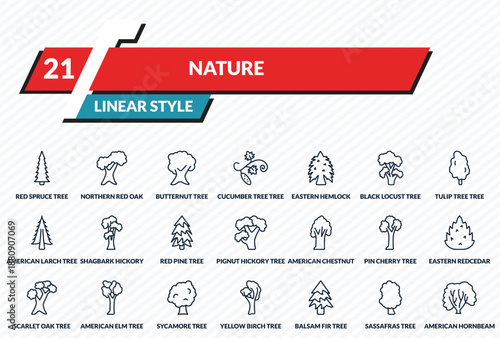 nature icons set - red spruce tree, northern red oak tree, butternut tree, sassafras american hornbeam outline vector collection.