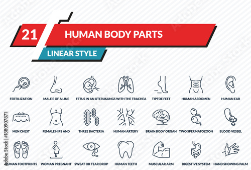 human body parts icons set - fertilization, male e of a line, fetus in an uterus, digestive system, hand showing palm outline vector collection.