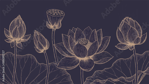 A detailed line art illustration of lotus flowers and buds against a deep navy blue background.  