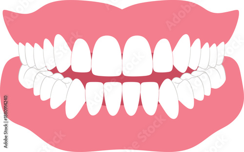 Human Teeth Anatomy Illustration, Dental Mouth Structure, Healthy Teeth and Gums Medical Vector Diagram