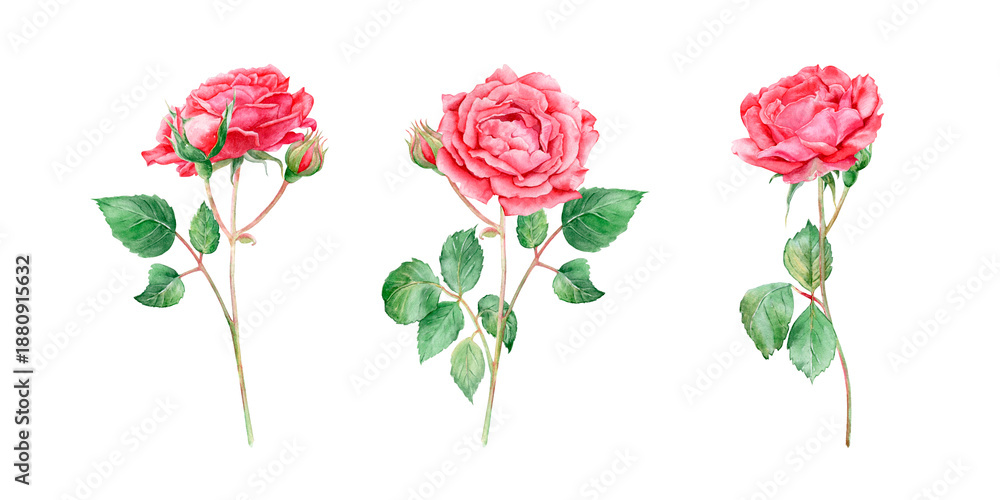 custom made wallpaper toronto digitalA set of watercolor roses, a beautiful floral illustration. Hand-drawn, isolated on a white background. Suitable for design and printing, for cards, invitations, etc.