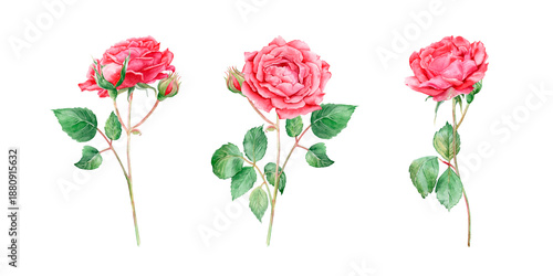 Wallpaper Mural A set of watercolor roses, a beautiful floral illustration. Hand-drawn, isolated on a white background. Suitable for design and printing, for cards, invitations, etc. Torontodigital.ca