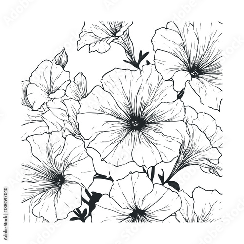 Petunia flowers bloom in a beautiful, intricate line art illustration, showcasing delicate petals, detailed veins, and the timeless elegance of botanical drawing.
