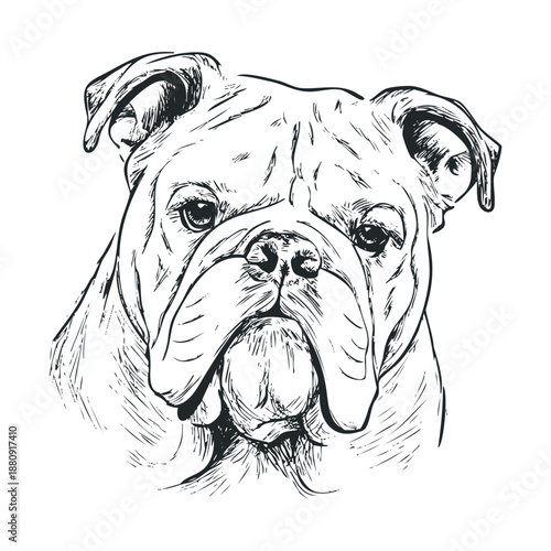 Bulldog dog head illustration captures the distinctive features of the breed with a detailed hand-drawn sketch showcasing its wrinkles and expressive face in black and white.