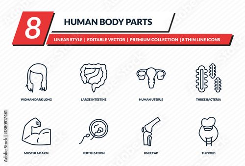 human body parts icons set - woman dark long hair, large intestine, human uterus, three bacteria, thyroid outline vector collection.