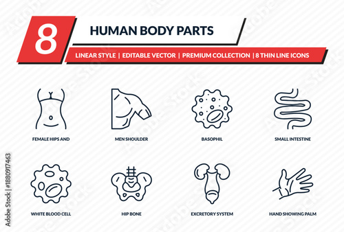 human body parts icons set - female hips and waist, men shoulder, basophil, small intestine, hand showing palm outline vector collection.