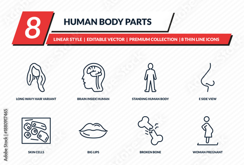 human body parts icons set - long wavy hair variant, brain inside human head, standing human body, e side view, woman pregnant outline vector collection.