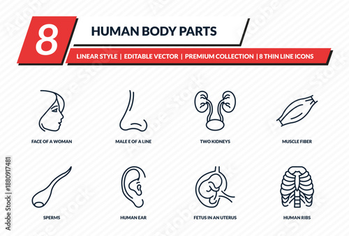 human body parts icons set - face of a woman, male e of a line, two kidneys, muscle fiber, human ribs outline vector collection.