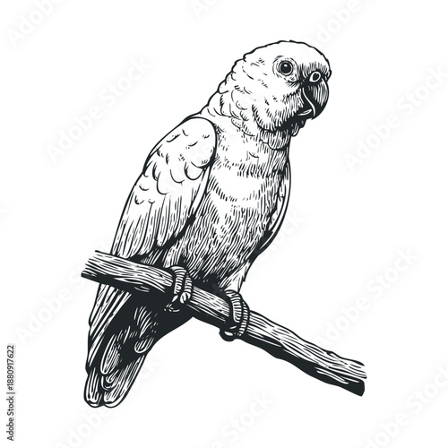 Parrot perched on a branch, depicted in a detailed vintage engraving style, showcasing the intricate feathers and a watchful gaze of this tropical bird.