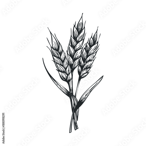 Three wheat stalks with ripe grain heads are depicted in a hand-drawn, rustic style illustration, symbolizing agriculture and harvest.