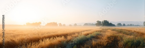 Field of tall grass with a sun in the sky