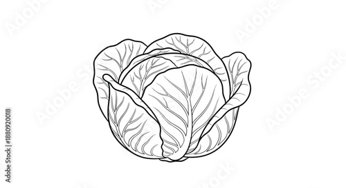 Detailed black and white line art illustration of a whole fresh cabbage isolated on a plain white background for coloring.