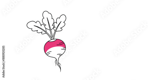 Simple hand drawn illustration of a single red and white radish with three green leaves, isolated on a white background.