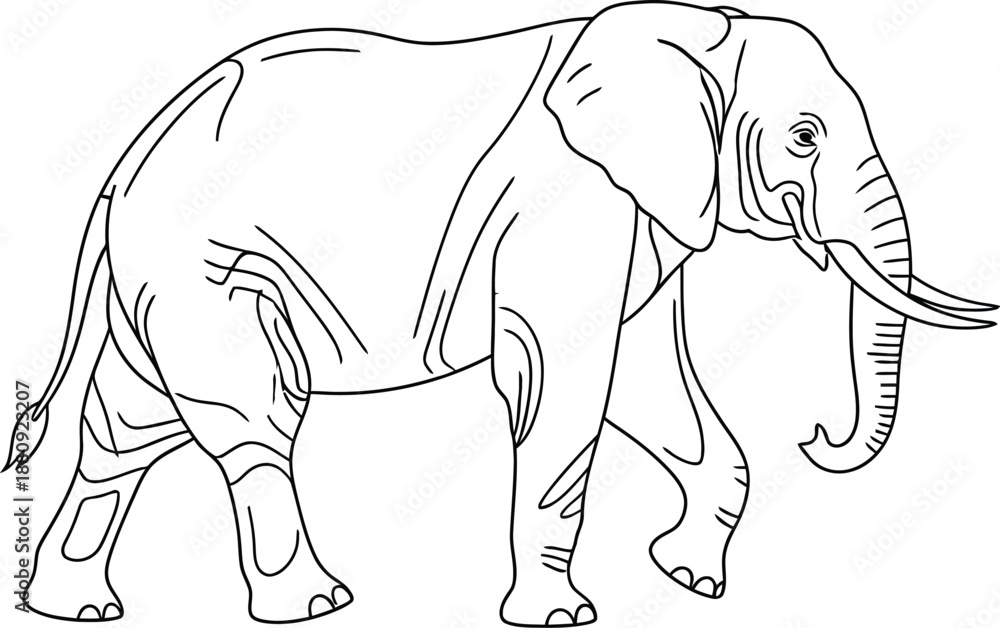 Fototapeta premium Adobe Illustrator Artwork