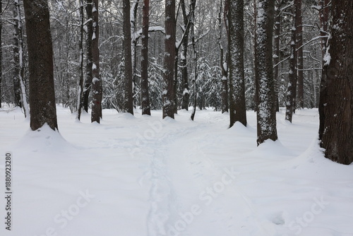 Schilderij op canvas A trail in the snow in the forest among rare trees