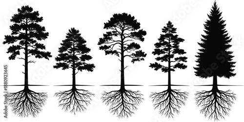 Set of detailed black pine tree silhouettes with visible root systems underground showing different coniferous species isolated on white background