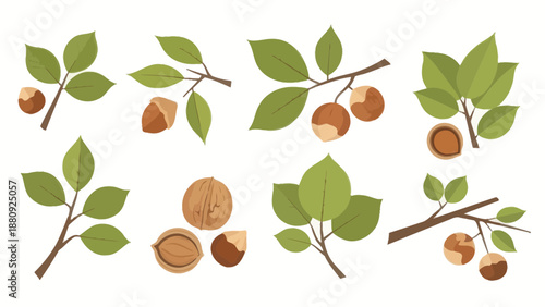 Nuts and Leaves Image, Vector Illustration, Nature, Food, Organic, Healthy Eating