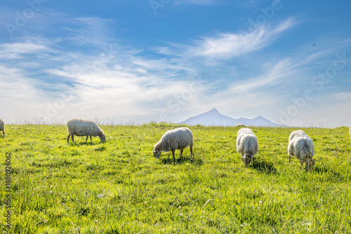 Moutons au pays Basque