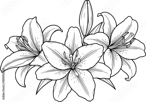 Elegant Black and White Lily Flower Line Art Illustration
