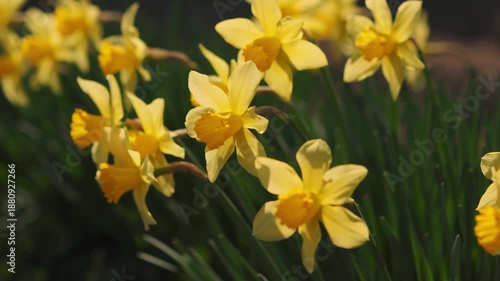 Wild daffodil Narcissus pseudonarcissus flowers. Amaryllidaceae perennial bulbous plants. The trumpet-shaped flowers bloom from winter to spring