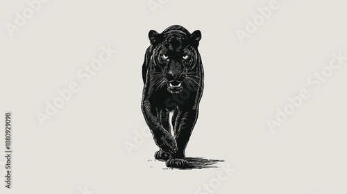 Powerful Black Panther Illustration Walking Forward with Piercing Gaze. Fierce Wild Cat Vector Art