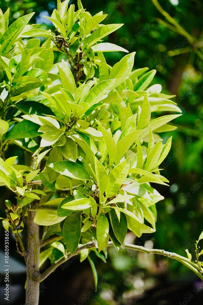 Fototapeta premium Young Orange Tree Branch with Small Green Fruits, Vertical, Natural Background