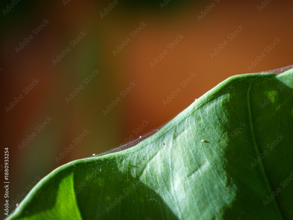 Fototapeta premium CLOSE UP, DOF: Fine, silken webbing produced by spider mites along the edge of a vibrant green alocasia leaf. Tiny white specks indicate subtle but destructive signs of common houseplant infestation.