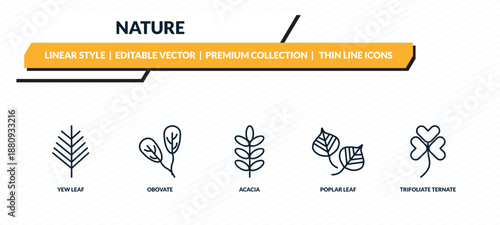 nature icons set - yew leaf, obovate, acacia, poplar leaf, trifoliate ternate outline vector collection.