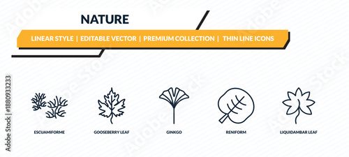 nature icons set - escuamiforme, gooseberry leaf, ginkgo, reniform, liquidambar leaf outline vector collection.
