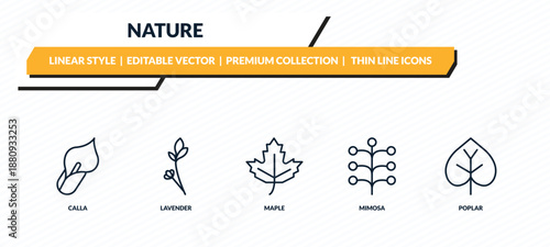 nature icons set - calla, lavender, maple, mimosa, poplar outline vector collection.