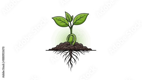 A seedling emerges from the soil, showing roots and new leaves.