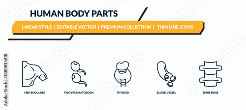 human body parts icons set - men shoulder, two spermatozoon, thyroid, blood vessel, spine bone outline vector collection.