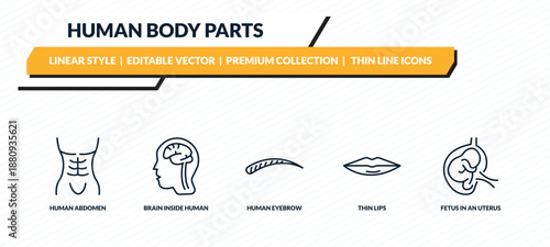 human body parts icons set - human abdomen, brain inside human head, eyebrow, thin lips, fetus in an uterus outline vector collection.