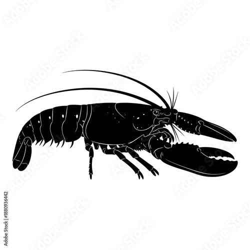 vector illustration of a lobster