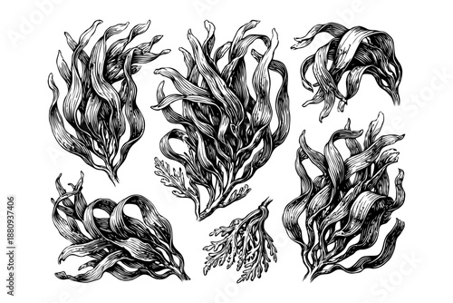 Hand-drawn seaweed illustrations in black ink style on white background, concept of marine flora sketches and botanical oceanic elements