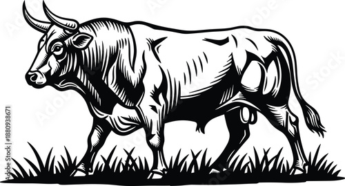 Bull vintage engraving illustration, farm animal silhouette artwork, strong cattle logo design, rustic ranch mascot vector, isolated black white