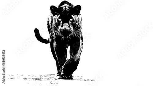 Powerful black panther walking forward with intense gaze, a striking high-contrast black and white graphic illustration of a wild feline predator.