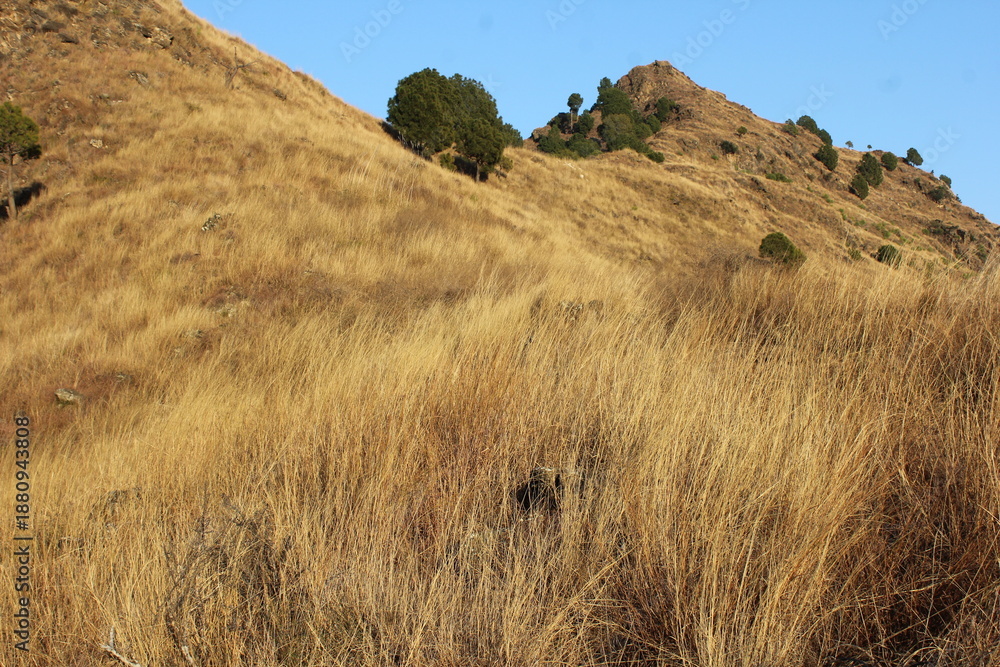 Fototapeta premium Vibrant green pine tree on a sunlit mountain slope with golden dry grass and rocky foreground