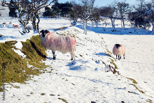 Sheep in the snow covered mountains