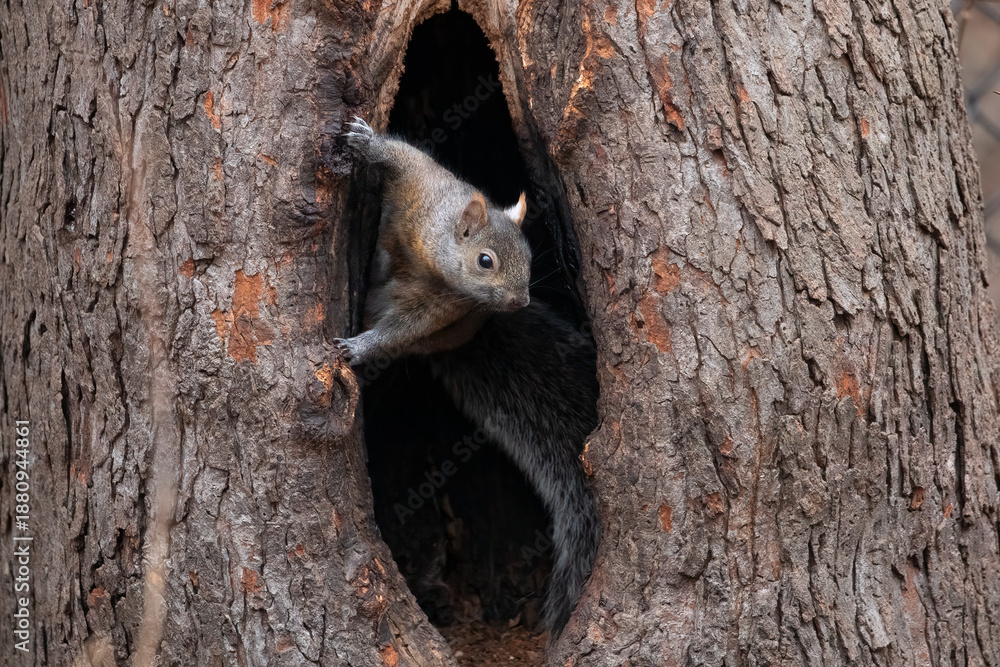 Obraz premium Eastern Gray Squirrel in Tree Hollow, Sciurus carolinensis, wildlife animal